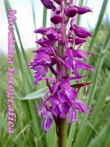 orchidea